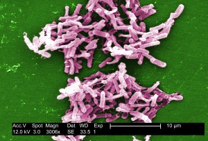Clostridium Dificile