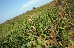 Heat And Dry Weather Worries Illinois Farmers About Corn Crops